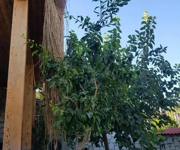 Alacati Sunset Butik מלון *